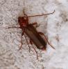 Phymatodes testaceus